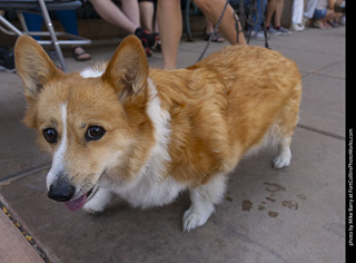 2024 Tour de Corgi - tour