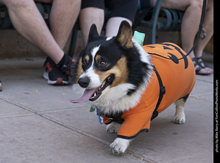 2024 Tour de Corgi - tour