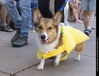 2024 Tour de Corgi - tour