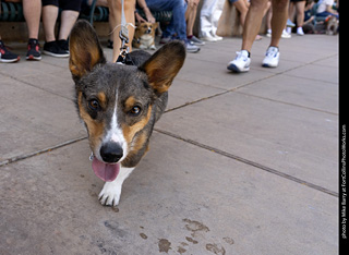 2024 Tour de Corgi - tour