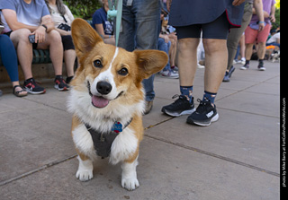 2024 Tour de Corgi - tour