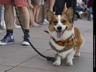 2024 Tour de Corgi - tour