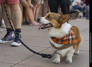 2024 Tour de Corgi - tour