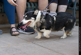 2024 Tour de Corgi - tour