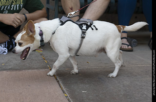 2024 Tour de Corgi - tour