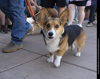 2024 Tour de Corgi - tour