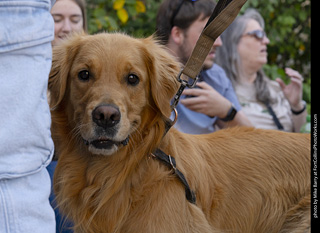2024 Tour de Corgi - tour