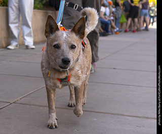 2024 Tour de Corgi - tour