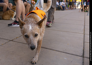 2024 Tour de Corgi - tour