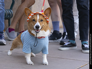 2024 Tour de Corgi - tour