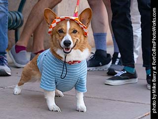 Tour de Corgi - Tour #8