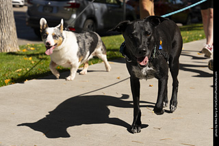 2024 Tour de Corgi - tour