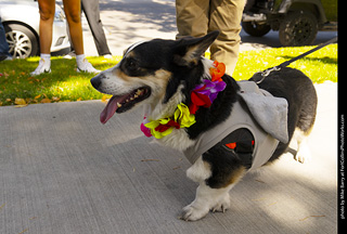 2024 Tour de Corgi - tour