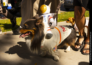 2024 Tour de Corgi - tour