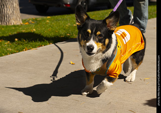 2024 Tour de Corgi - tour
