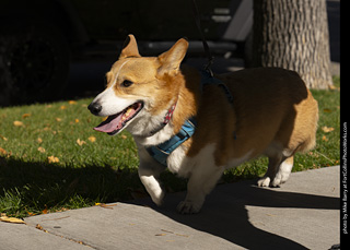 2024 Tour de Corgi - tour