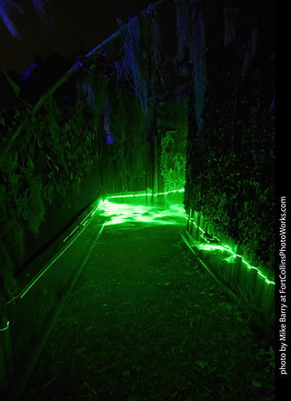 Creepy Walk in the Woods - 2024