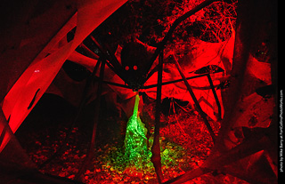 Creepy Walk in the Woods - 2024