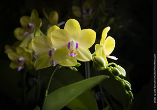 Dream Acres Orchid Nursery