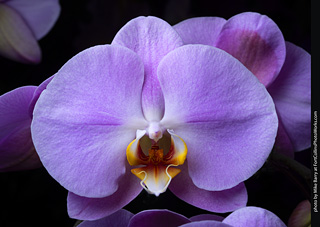 Dream Acres Orchid Nursery