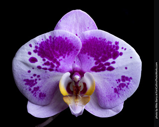 Dream Acres Orchid Nursery