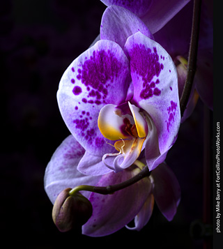 Dream Acres Orchid Nursery