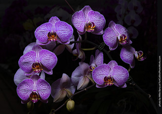 Dream Acres Orchid Nursery