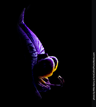 Dream Acres Orchid Nursery