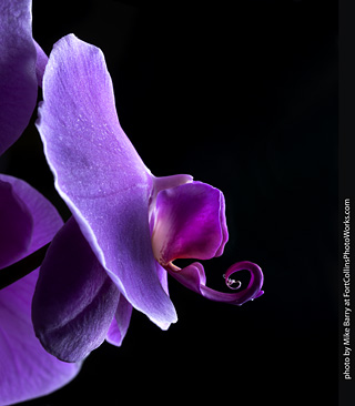 Dream Acres Orchid Nursery