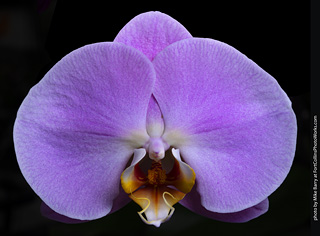 Dream Acres Orchid Nursery