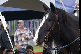 Knights of Mayhem at CMF 2025