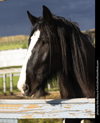 Knights of Mayhem at CMF 2025