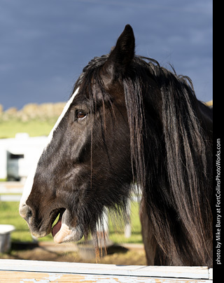 Knights of Mayhem at CMF 2025