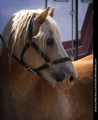 Draft Horse Show at LCF 2025