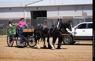 Draft Horse Show at LCF 2025