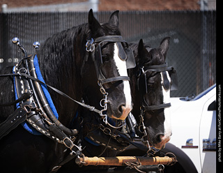 Draft Horse Show at LCF 2025
