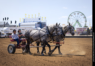 Draft Horse Show at LCF 2025