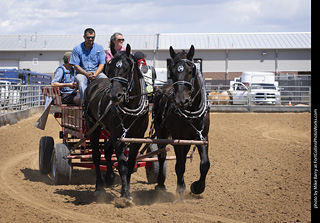 Draft Horse Show at LCF 2025