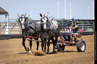 Draft Horse Show at LCF 2025