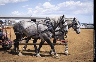 Draft Horse Show at LCF 2025