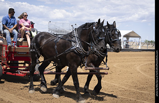 Draft Horse Show at LCF 2025