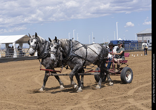 Draft Horse Show at LCF 2025