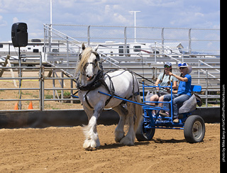 Draft Horse Show at LCF 2025