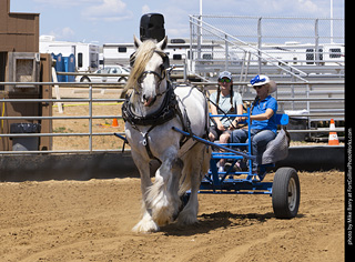 Draft Horse Show at LCF 2025