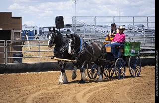 Draft Horse Show at LCF 2025