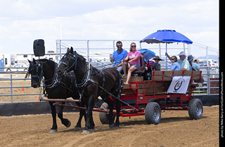 Draft Horse Show at LCF 2025