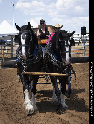 Draft Horse Show at LCF 2025