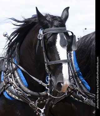 Draft Horse Show at LCF 2025