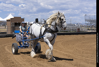 Draft Horse Show at LCF 2025