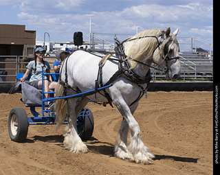 Draft Horse Show at LCF 2025
